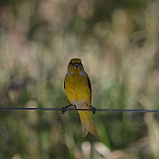 "Cape Canary" Paarl, South Africa